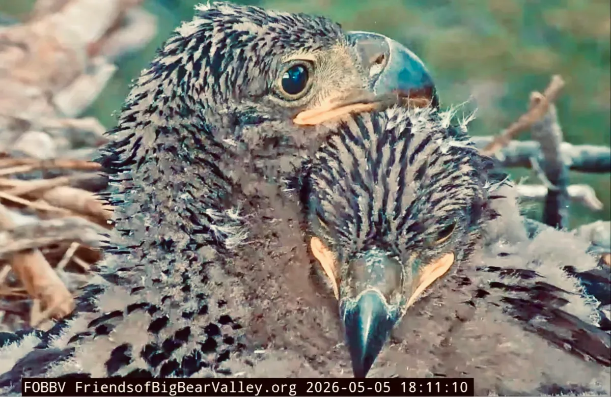 Jackie and Shadow’s eaglets can now see like their parents