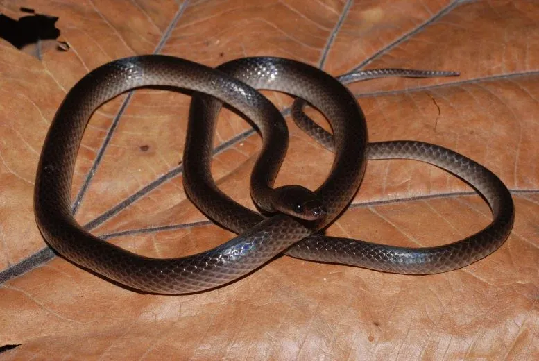 Scientists Discover a Mysterious New Snake Species Hiding in New Guinea