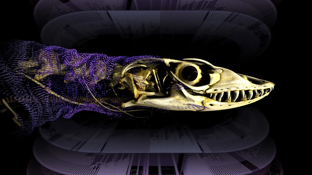 Did Lizards Just Rewrite the Evolutionary Rulebook?