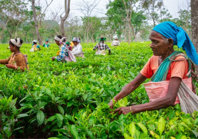 Article illustration