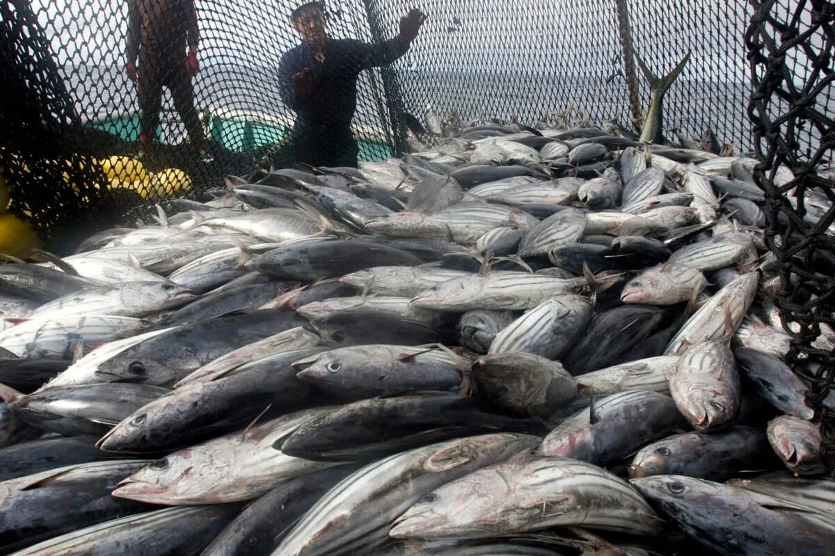 After a Decade, Pacific Bluefin Tuna Finally Get a Smarter Rescue Plan
