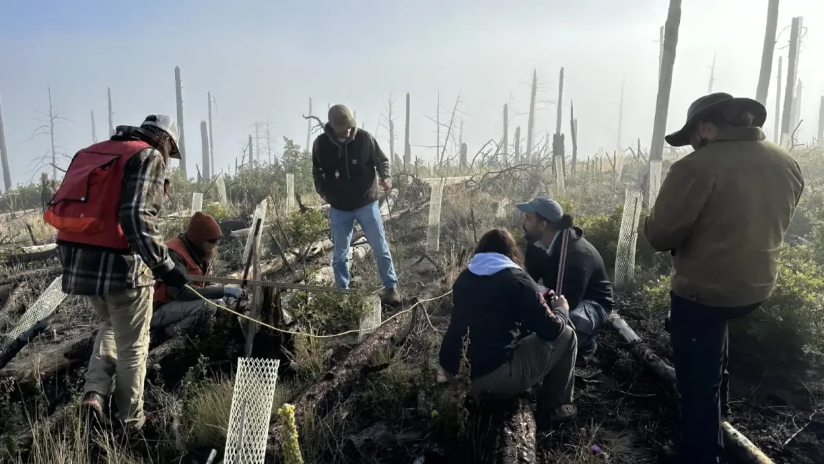 How New Mexico is ‘building a forest’ by solving a seedling shortage