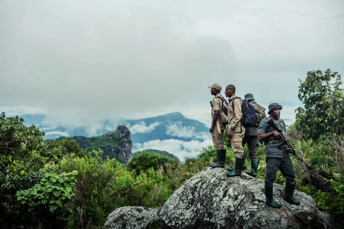 Nigeria's Rarest Chimps Were Untrackable. Then Locals Stepped Up.