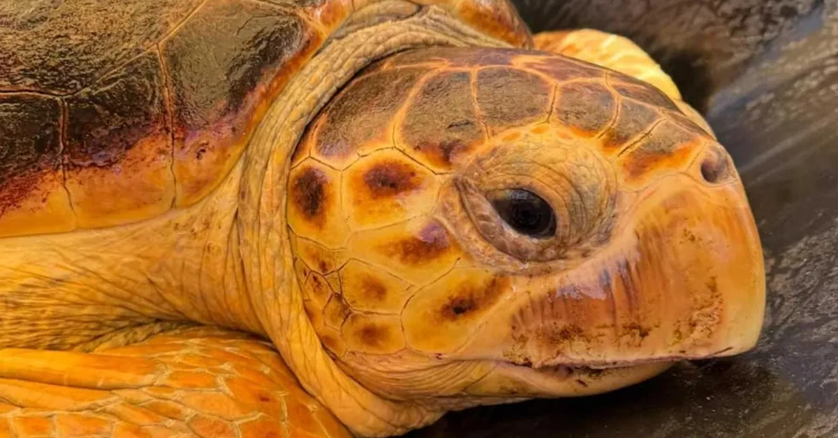 Sea turtle with tumor 'bigger than her head' makes miraculous recovery: 'She takes the cake for the scariest tumor I've seen'