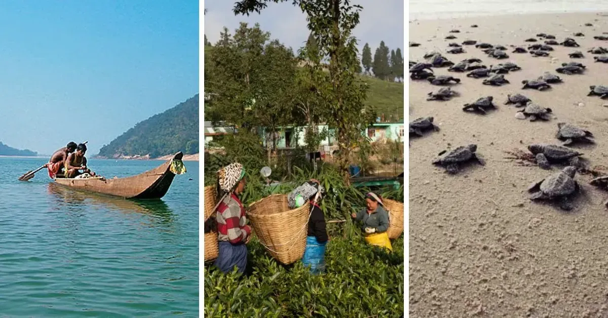 The Surprising Seaweed Shift Powering India's Eco-Tourism Boom