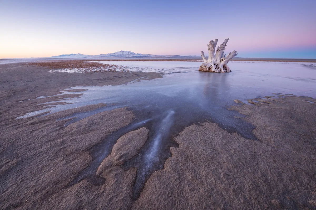 Scientists Discover Mysterious Creature Living in the Great Salt Lake – and It Exists Nowhere Else on Earth