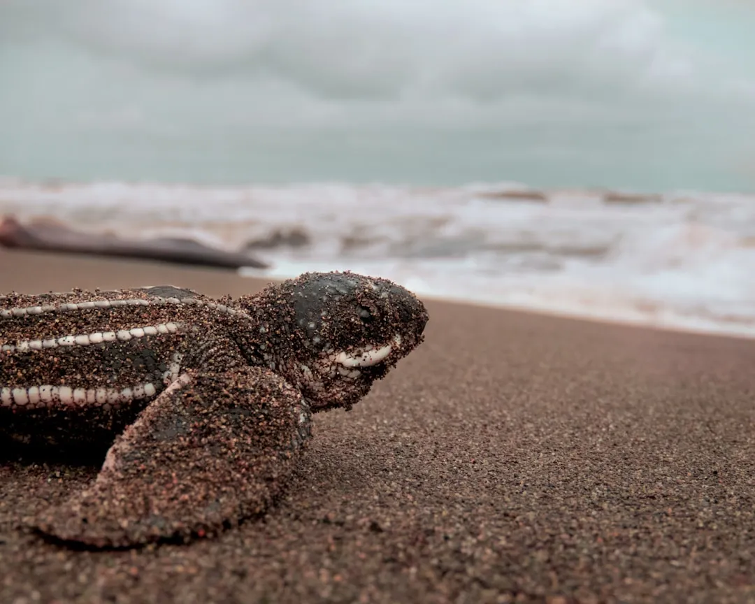 Image via Two Oceans Aquarium