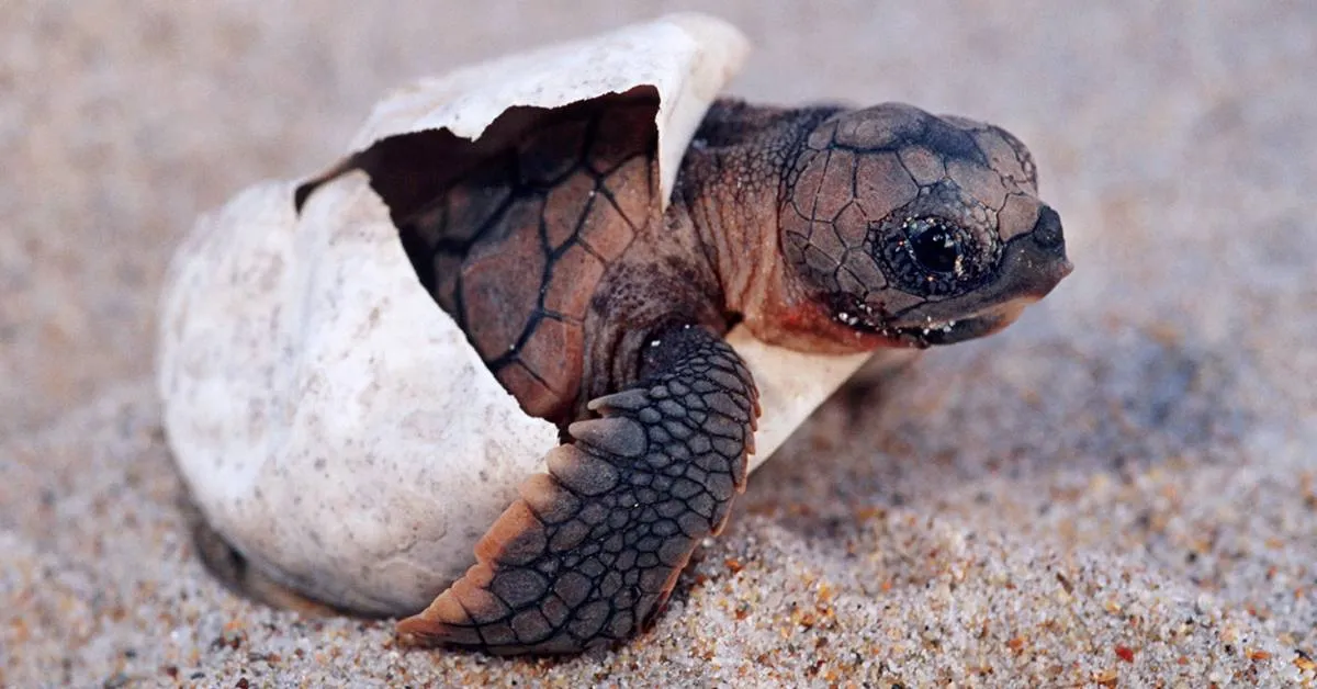 This sea turtle hatchling was barely a pound when he was rescued. 6 years later, the 220-pound loggerhead is ready to swim free