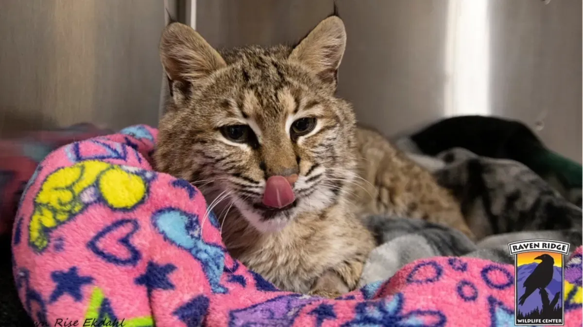 Bobcat hit by car defies odds with successful leg surgery