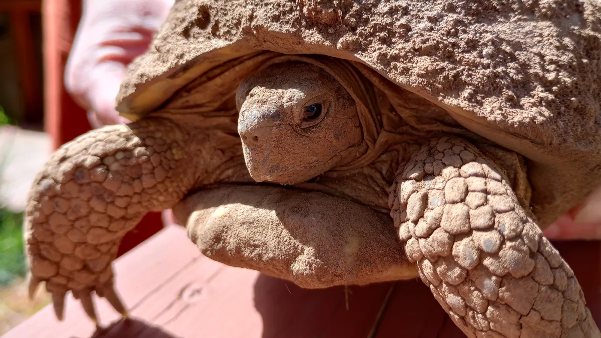 Volunteers finally find Betty White—the rescue tortoise