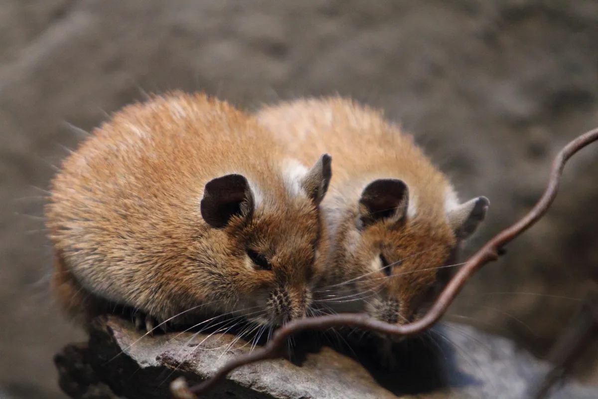 This Extraordinary Desert Mouse Defies Aging – and It Could Change Human Longevity