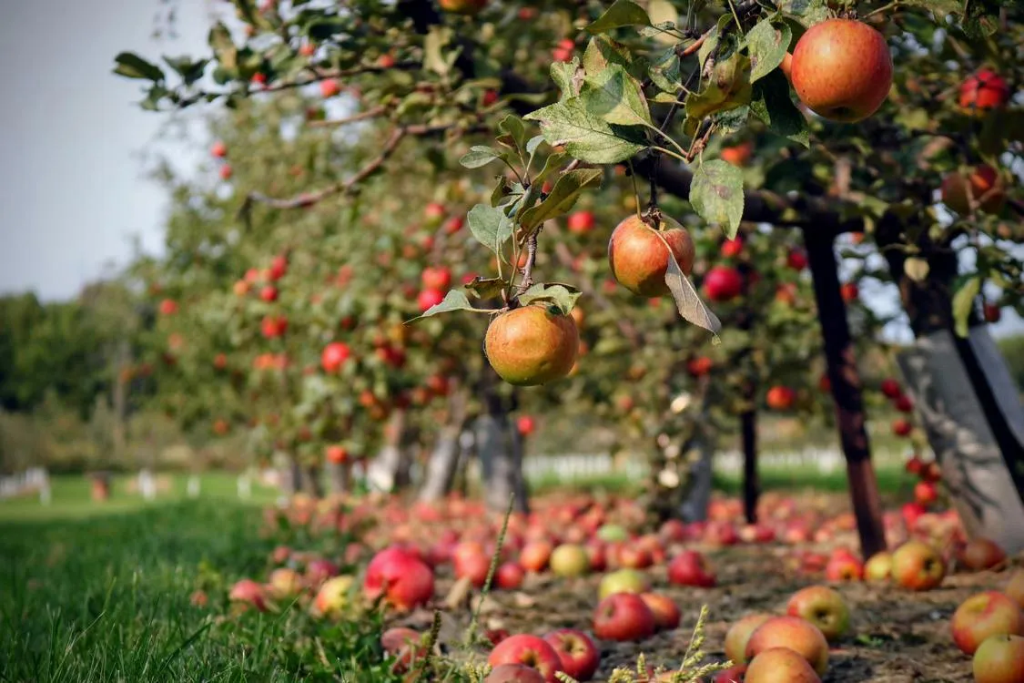 Man Donates Empty Field to His Town So it Can Be Made Community Orchard