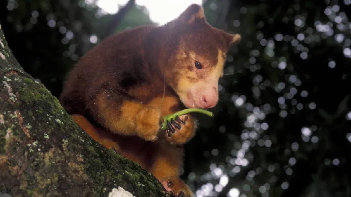 Watch adorable animals compete for best chewer in 2026 Crunch-a-Thon