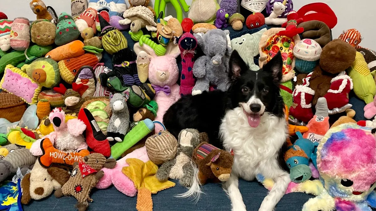 Genius Border Collies Effortlessly Expand Their Vocabularies by 200+ Words