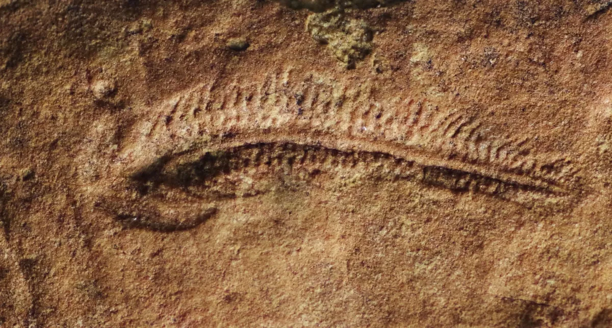 The Oldest Known Right-Handed Animal May Have Lived 550 Million Years Ago