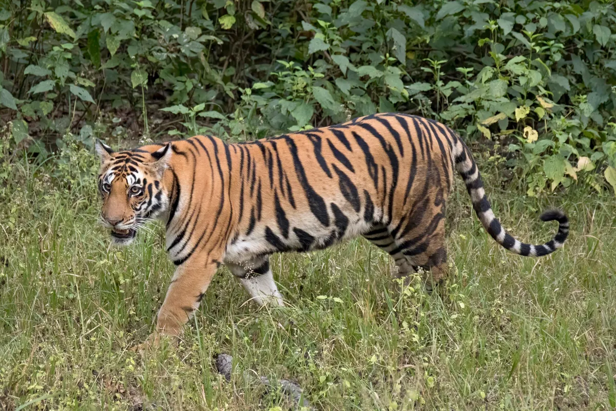 Cambodia wants its tigers back. So it plans to import Bengal tigers from India