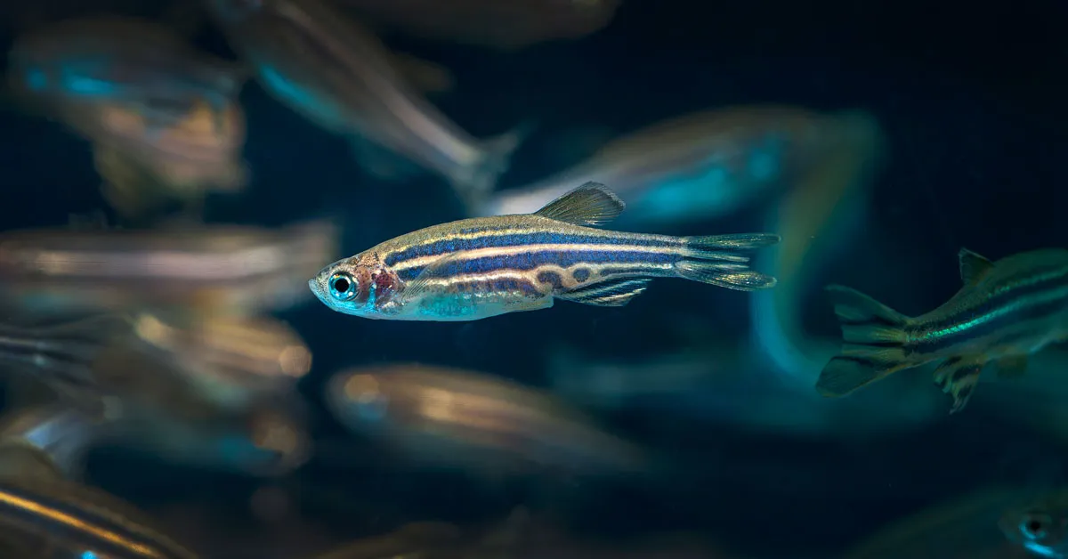 Zebrafish reveal how spinal cords could heal themselves in humans