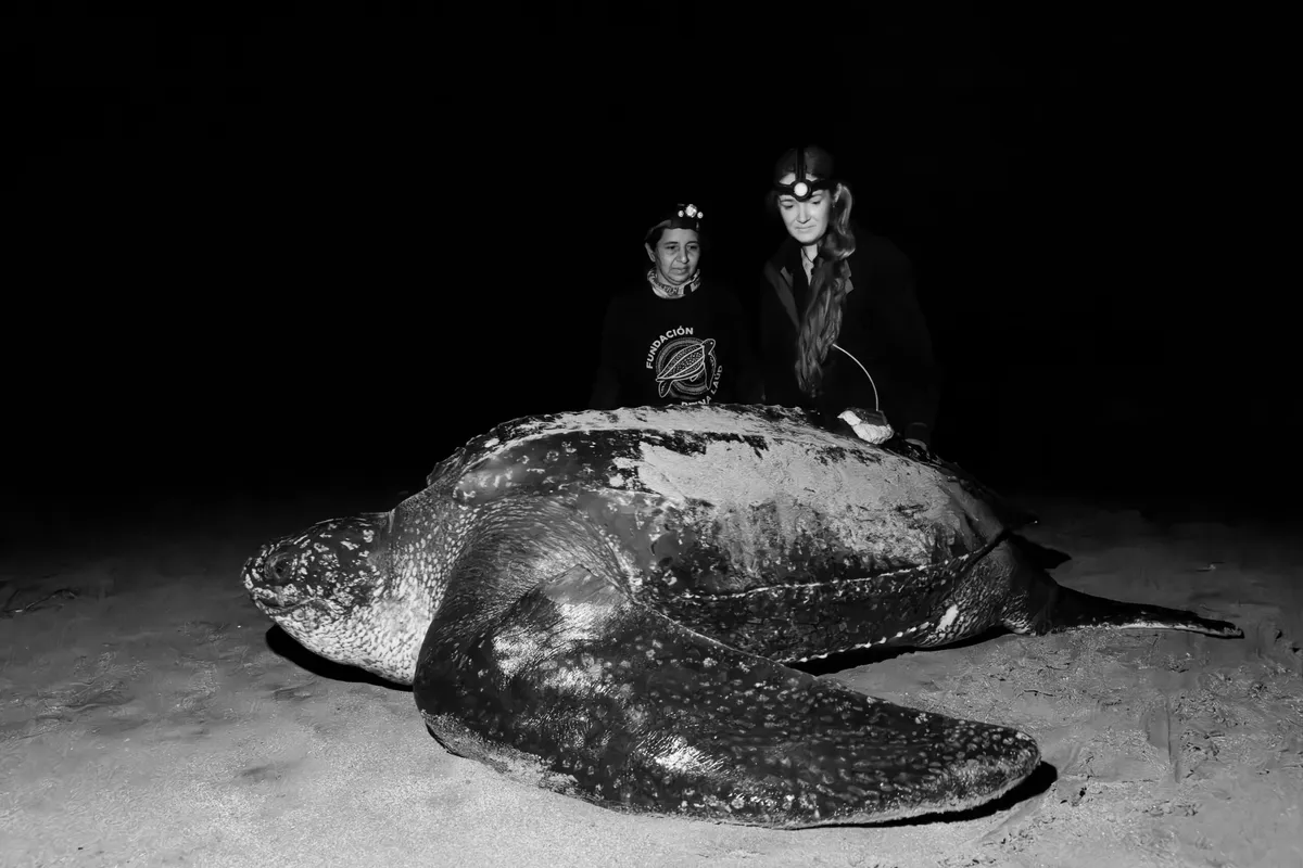 Tracking Lucero: Scientists follow a rare Eastern Pacific leatherback sea turtle