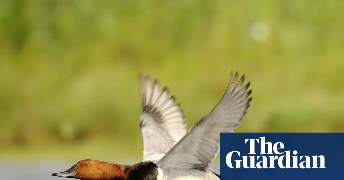 Six British wild bird species get new shooting protections as populations drop