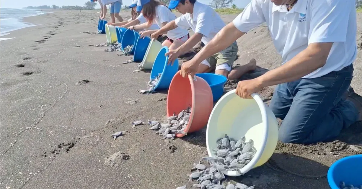Tourists put these sea turtle nests at risk. Local Mexicans intervened, and now 3,200 hatchlings are swimming free