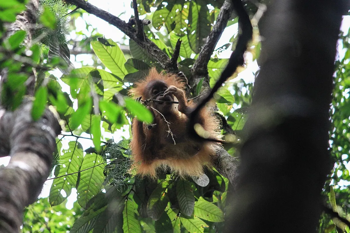 Environmental group intervenes in lawsuit to help orangutans, tigers in Indonesia