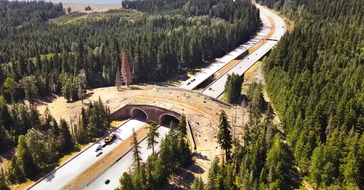 Washington State wildlife overpass celebrates major victory: '10,000 crossings and no roadkill'