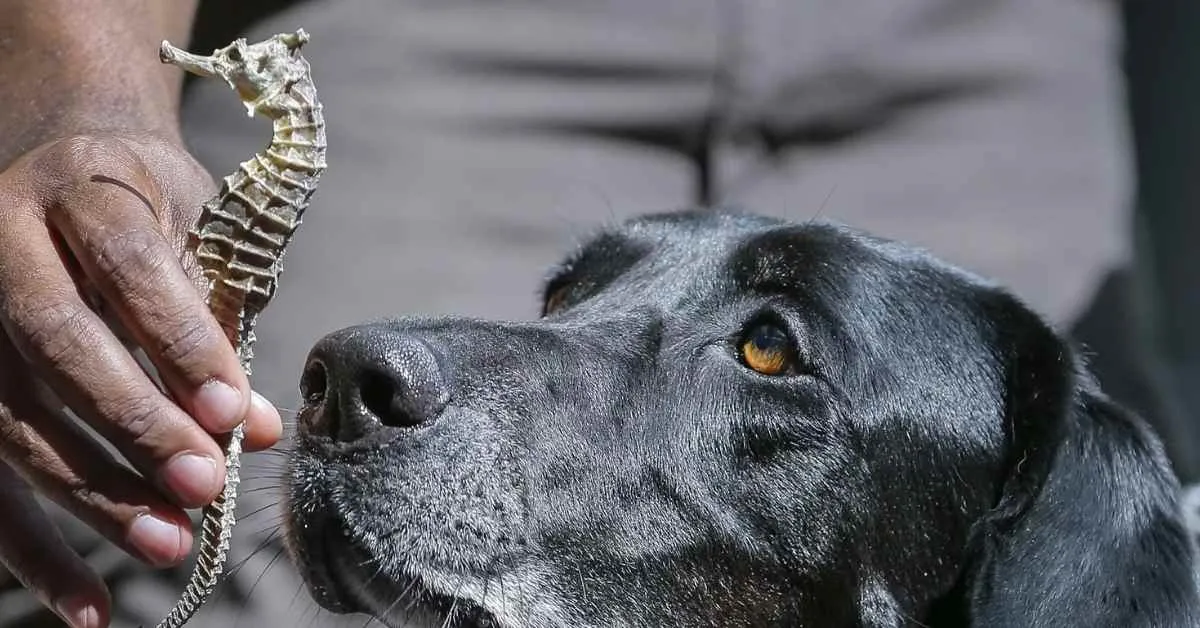 Dogs detect trafficked wildlife in shipping containers with 98% accuracy
