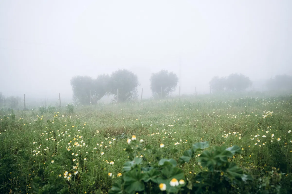 It’s Alive? Surprising Discovery Changes What We Know About Fog