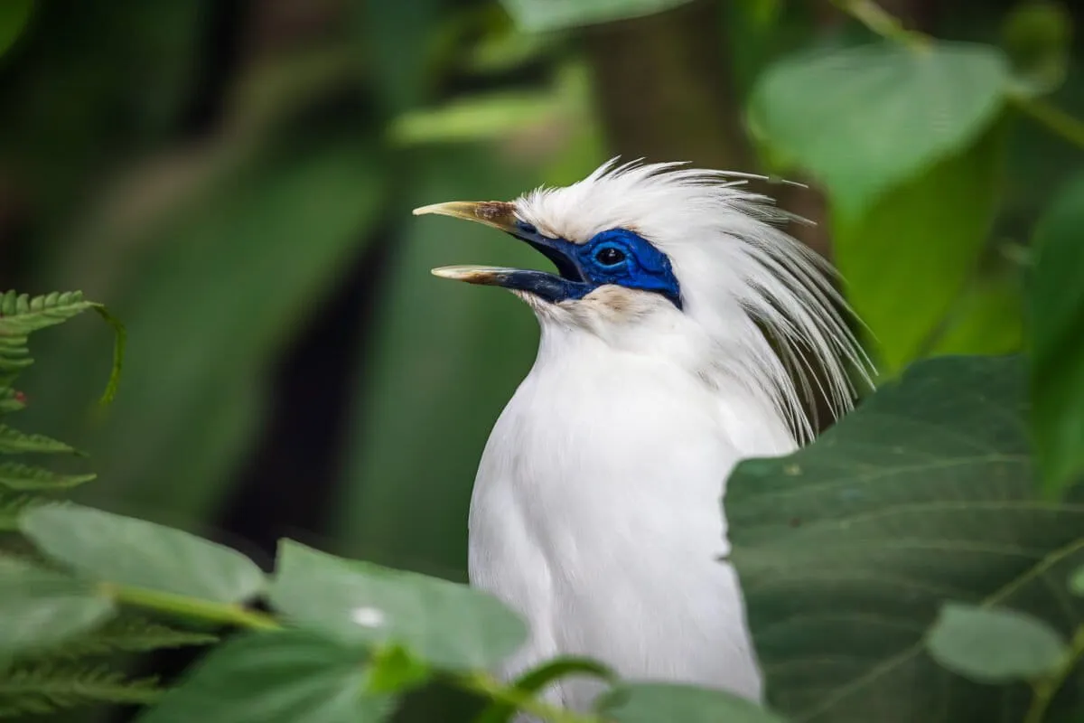 How Indonesian communities rescued the Bali starling from the brink of extinction