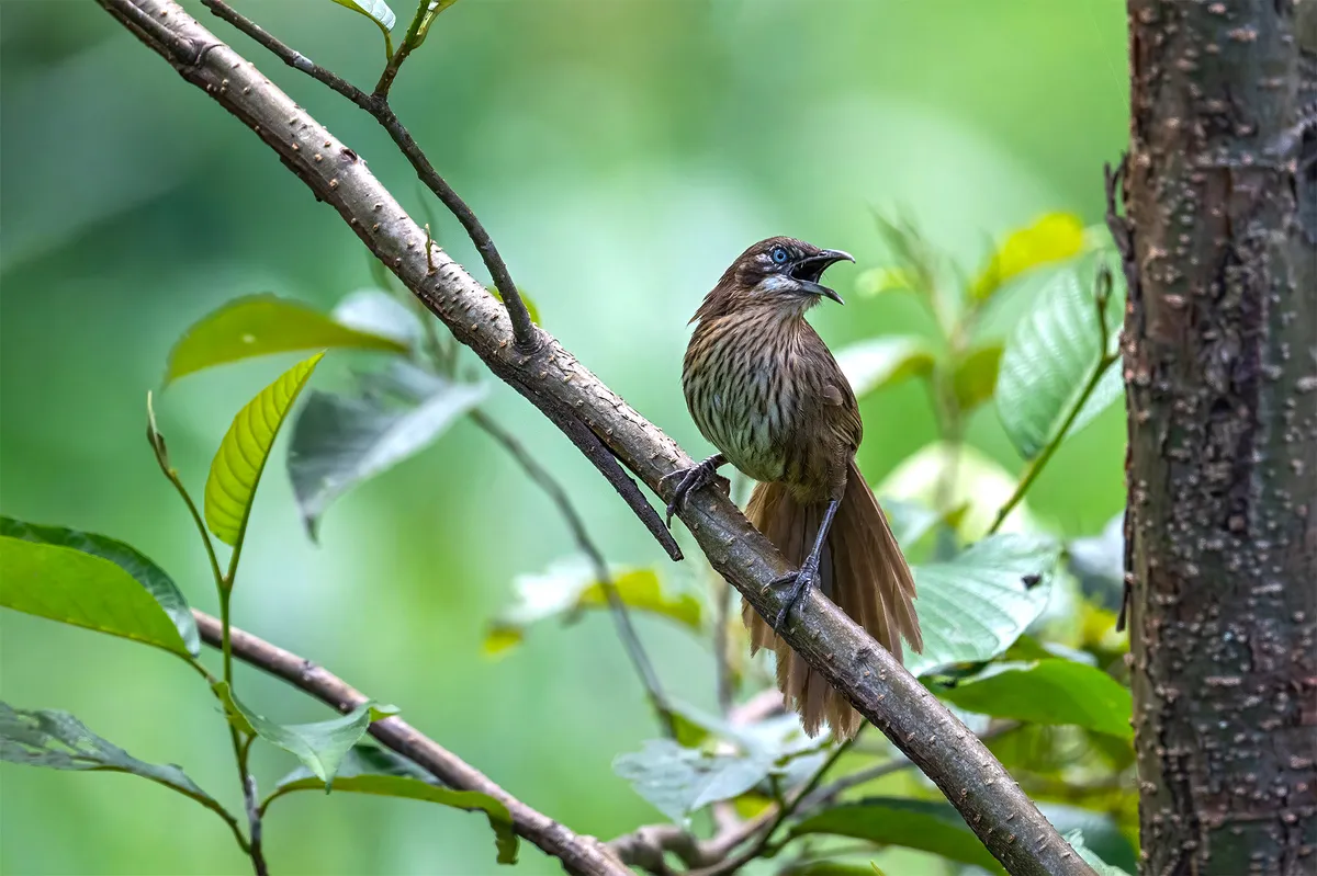 From Hunter to Bird Nerd: How Nepal's Spotters Are Saving Wildlife