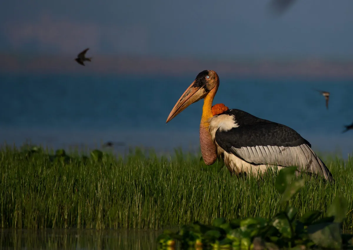 Scavenger Sisters Resurrect Vanishing Stork Species with Ecosystem Rescue
