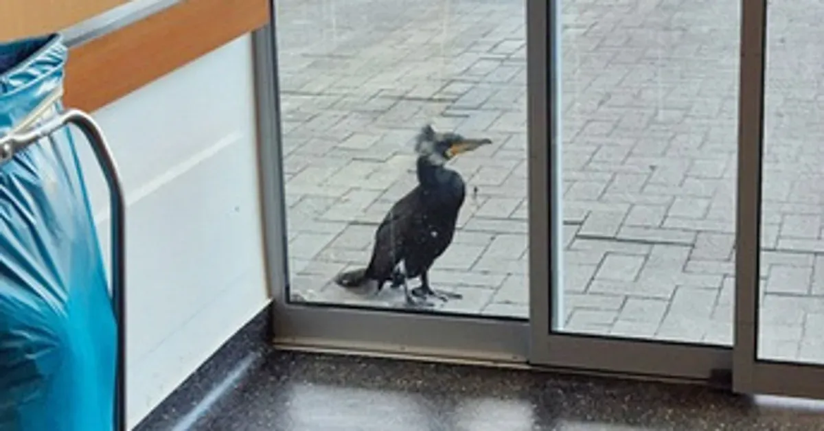 Injured Seabird Seeks Help By Pecking At Hospital Door