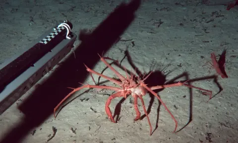 Scientists used specialist deep sea equipment to survey marine biodiversity on the sea-floor