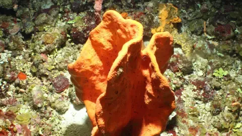 An example of Mesophotic coral photographed on the sea-floor in Anguilla