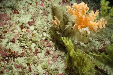 Mesophotic coral in Turks and Caicos