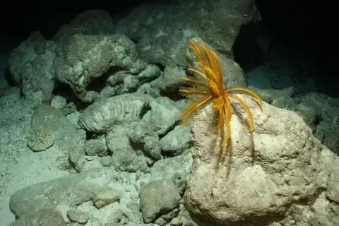 Pickle Bank Ancient Reef, Cayman