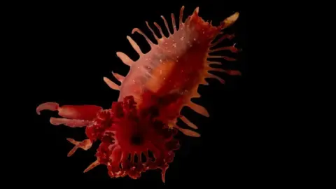 Close up of red sea life