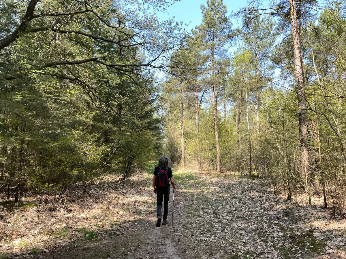 Your Brain on Trees: Why Forest Bathing Is More Than Just a Walk