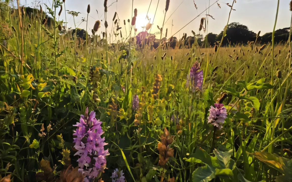 Scientists Let an Old Farm Field Go Wild. What Happened Next Was Remarkable.