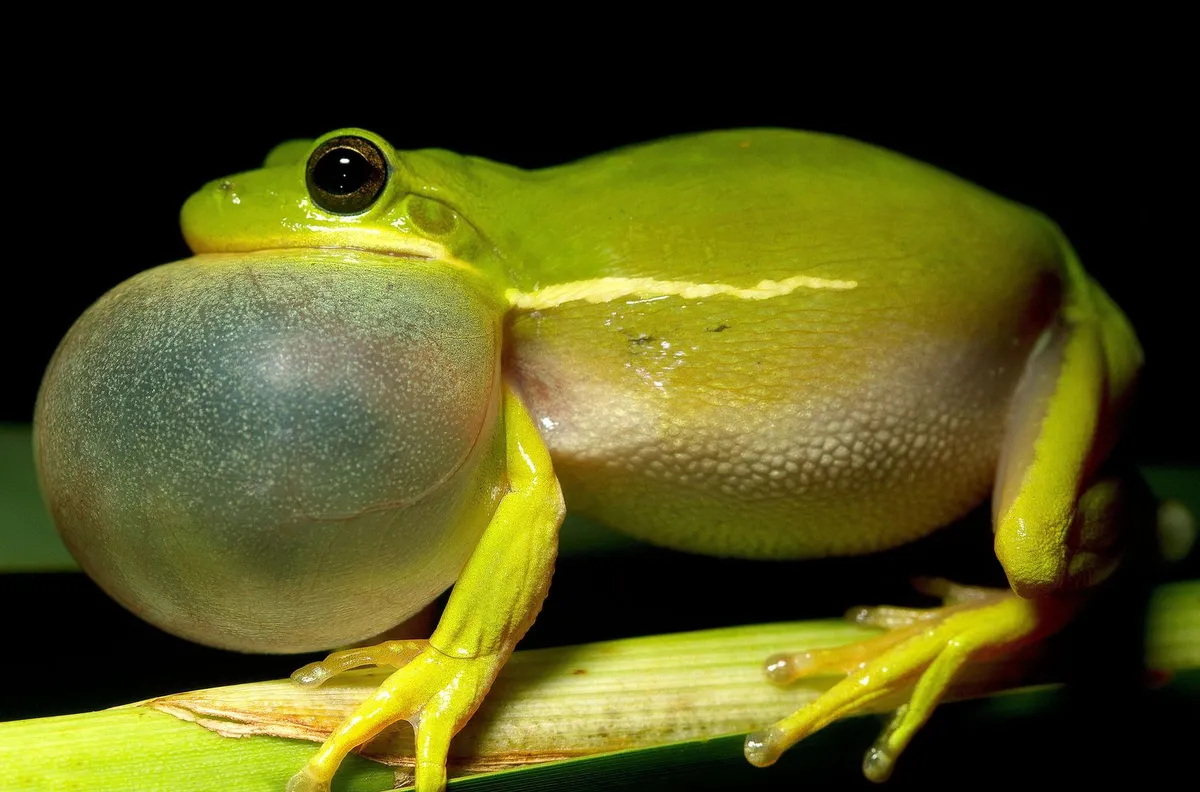 Humans and Animals Often Like the Same Mating Calls, Supporting a 150-Year-Old Observation by Charles Darwin