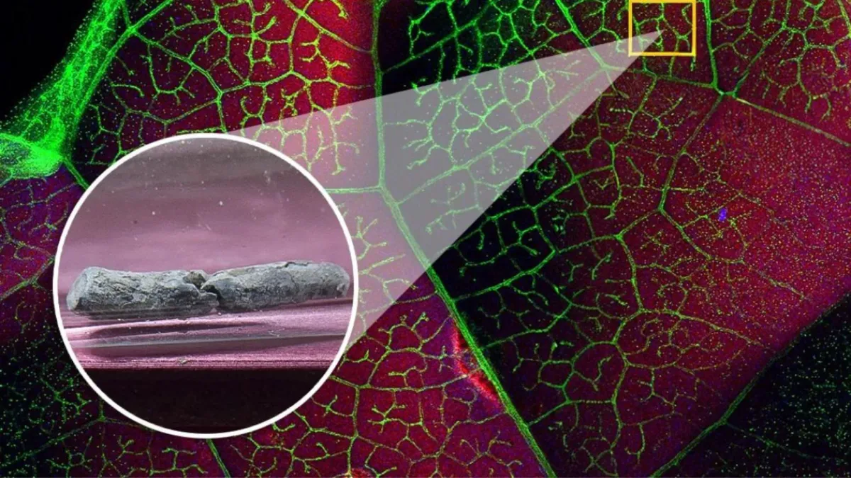 Kale, cabbage found effective at mining toxic thallium metal from polluted soil