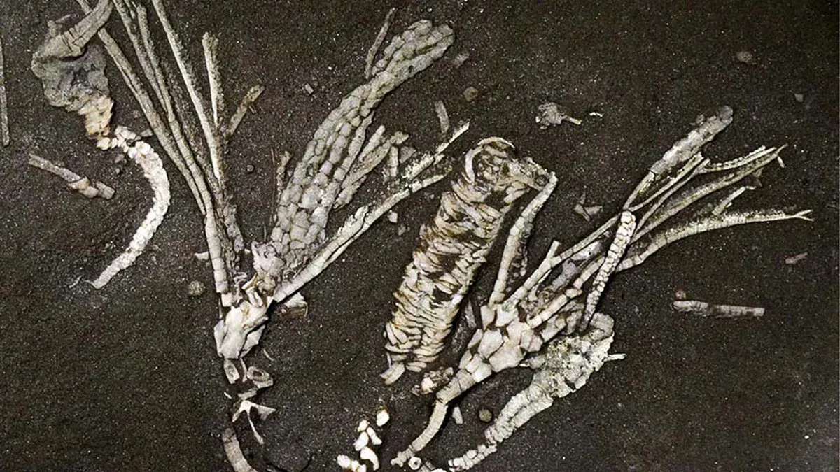 “One in a Million” Find: Soft Tissue Discovered in 450-Million-Year-Old Fossil