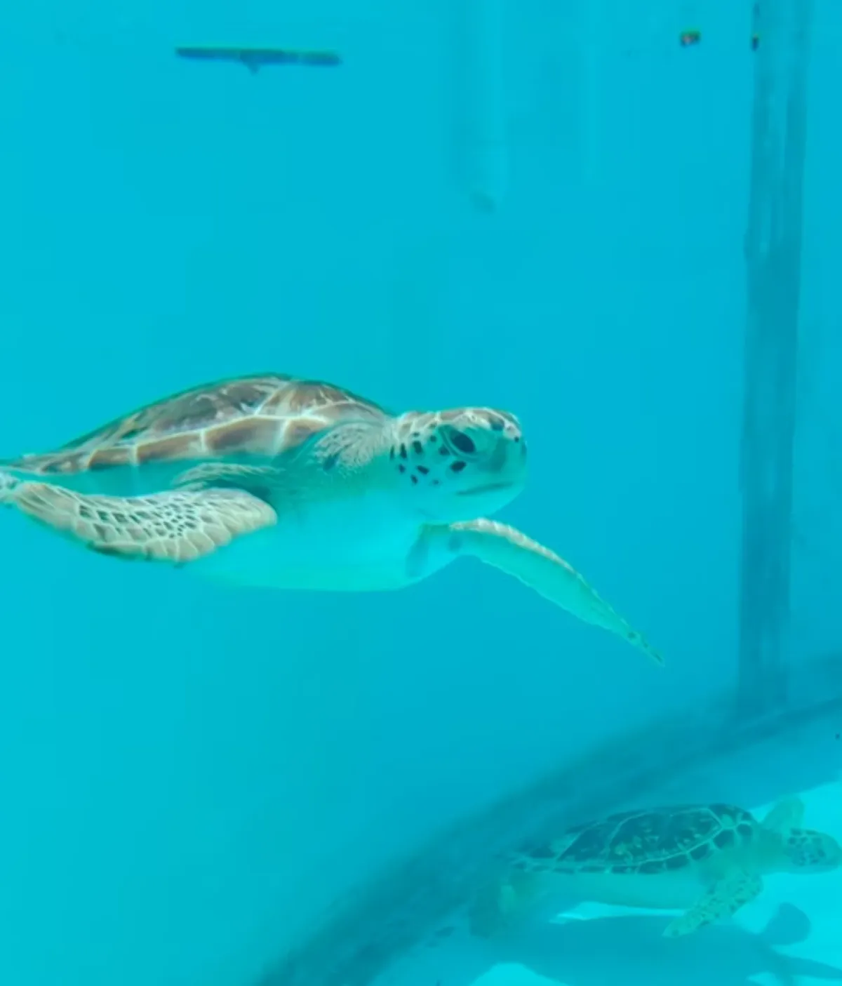 Sea turtles swimming in clear turquoise water, with one turtle in sharp focus in the center and additional turtles visible above and below it.