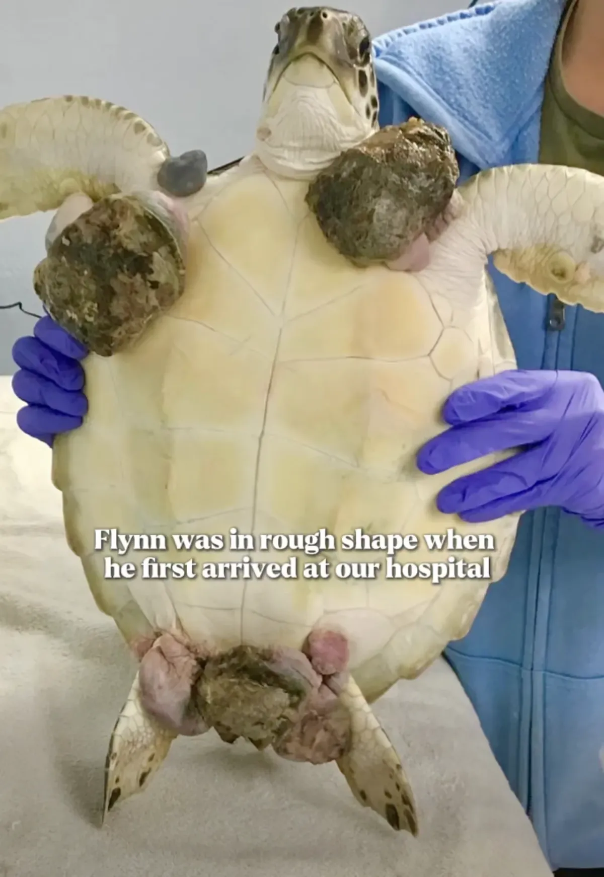 A sea turtle with pale cream-colored shell is held up by a person wearing purple gloves and blue clothing. The turtle's flippers and head are visible, with dried mud or debris covering parts of its body. Text overlay reads "Flynn was in rough shape when he first arrived at our hospital."