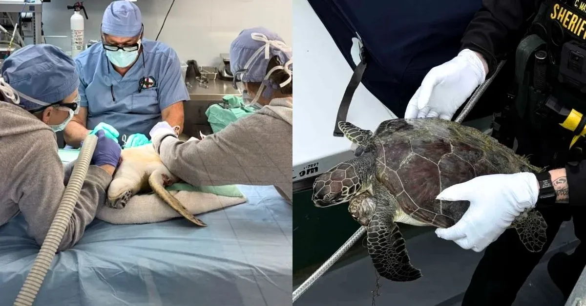 This sea turtle was covered neck to tail in tumors. See his dramatic transformation