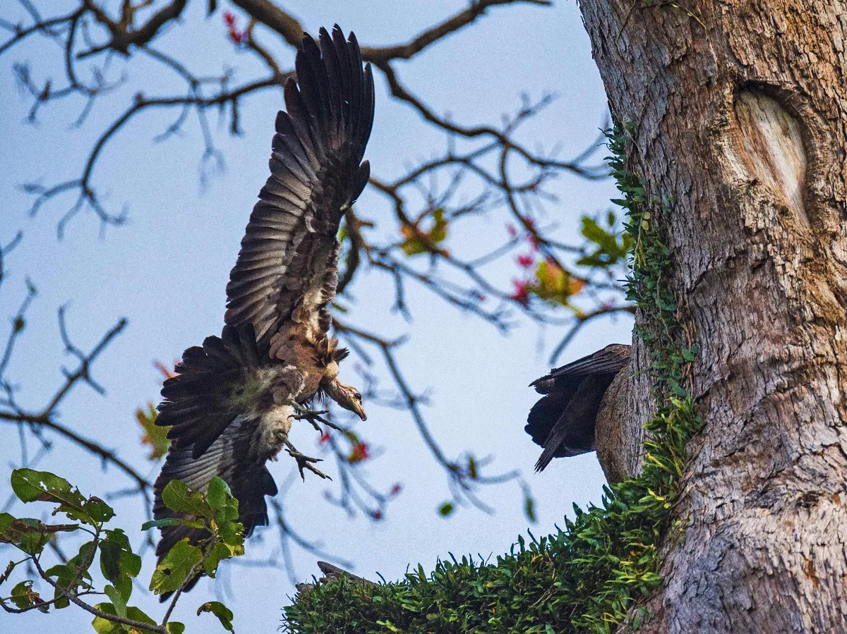 Nigeria's Vultures are Vanishing. The Solution Might Be Surprisingly Simple.