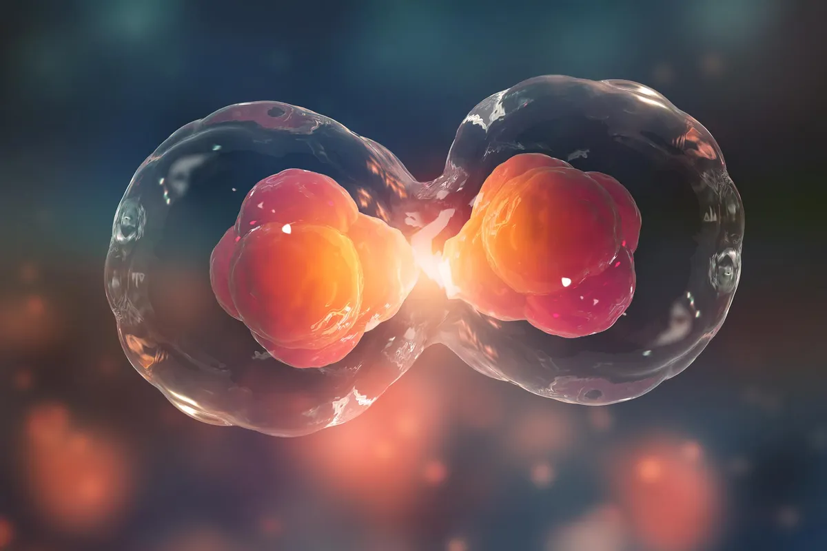 Researchers Finally Solve a Decades-Old Mystery About Cellular Aging