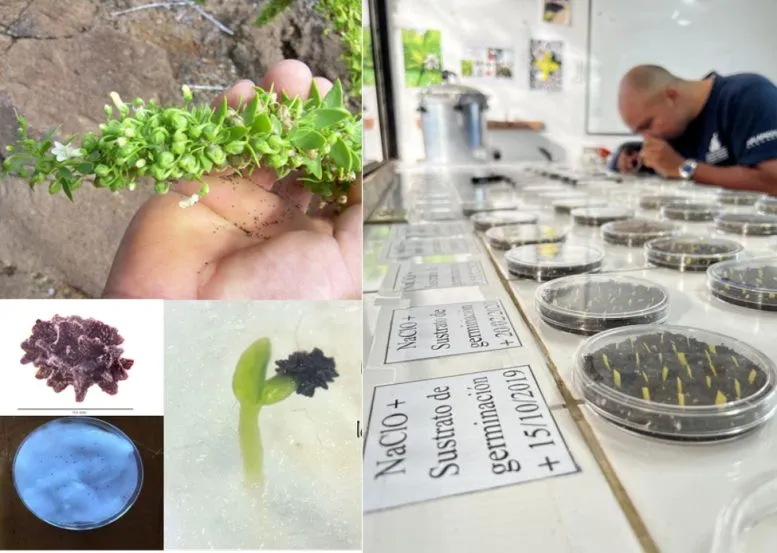 Galvezia leucantha Seed Germination Trials