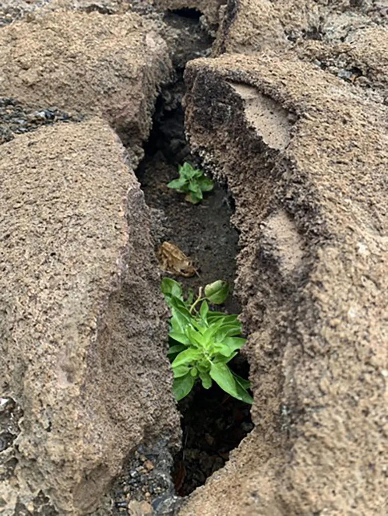 Galvezia leucantha Growing in Lava Crack