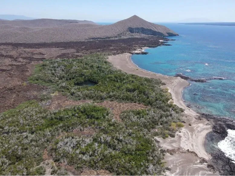 Scientists Bring a Galápagos Plant Back From the Brink of Extinction